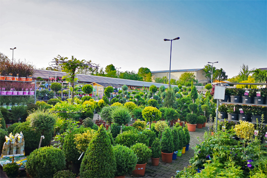Baumschulpflanzen im GARTENCENTER Floraland in Zwönitz